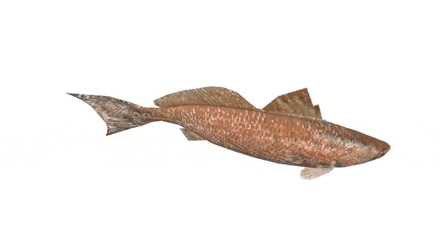 Fish moving side to side